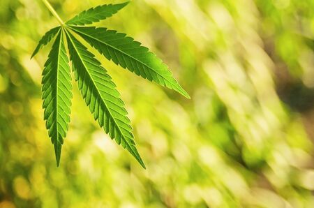 Cannabis green fresh leaf close-up on defocused background with copy space. Hemp herb plant leavesの写真素材