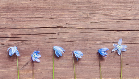 Blue spring Scilla flowers on rustic wooden background, copy space