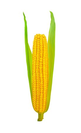 Corn ear isolated on white backgroundの写真素材