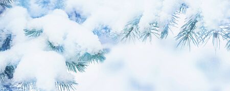 Winter fir tree holiday snow background. Blue spruce, snowflakes. Beautiful Christmas or New year blurred background.の写真素材