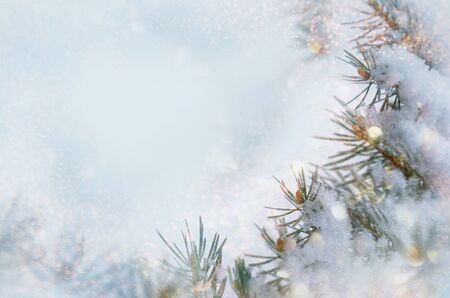 Christmas winter snow background. Blue spruce branches covered with snowflakes and copy space with  blurred backdrop, bokeh. Christmas scene.の写真素材