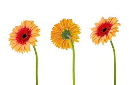 Three orange gerbera daisy flower  on  stem isolated on white background with clipping pathの写真素材
