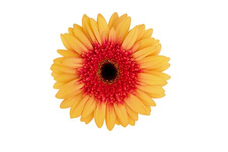 Orange yellow gerbera flower isolated on white background with clipping pathの写真素材