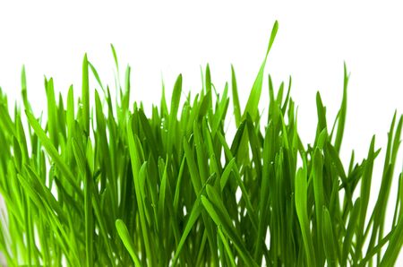 Green natural grass sprouts isolated on white background, spring seasonの写真素材
