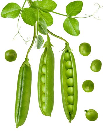 Isolated green pea. Peas pods and beans open and closed hang on stem with leaves. Isolated on white backgroundの写真素材