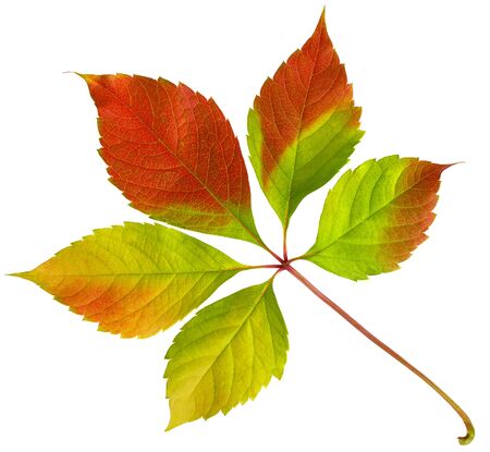 Red autumn wild grape leaf with orange and green isolated on white backgroundの写真素材