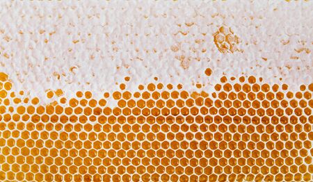 Honeycomb texture background. Top view. Bright yellow background. Honey cells.の写真素材