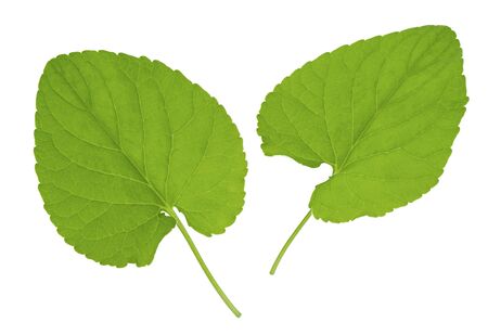 Green fresh spring plant leaf isolated on white background, different view, close-upの写真素材