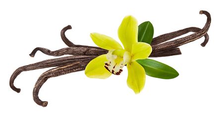 Vanilla pod, yellow flower and green leaf isolated on white background as package design detailの写真素材
