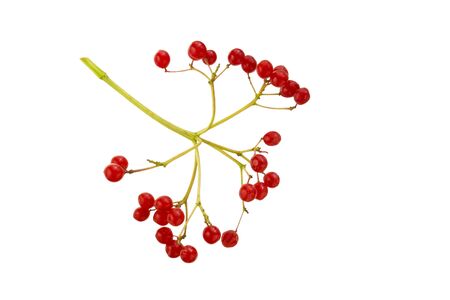 Red viburnum berries isolated on white backgroundの写真素材