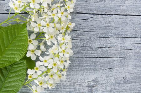 Spring beautiful rustic natural background with flowering branches and bird cherry flowers for text copy space, flat layの写真素材