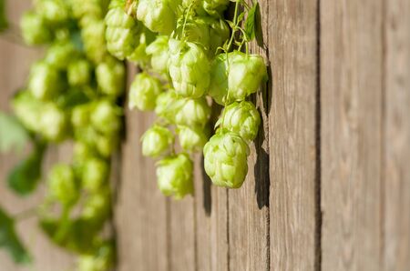 Beautiful natural background with hop cones and wooden fence, blurred backdrop. Seasonal autumn harvest and brewing conceptの写真素材