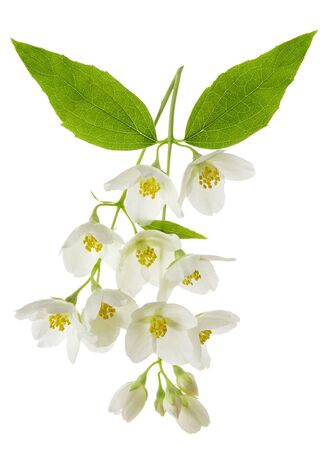 Jasmine flowers on branch isolated on white backgroundの写真素材