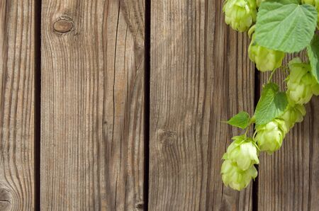 Hops ripe cones on stem with leaves on wooden background as frame for Oktoberfest, copy spaceの写真素材