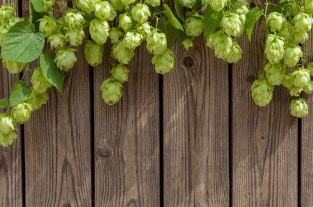 Hop cones on wooden vertical background. Beautiful frame for seasonal beer festival or Oktoberfest...