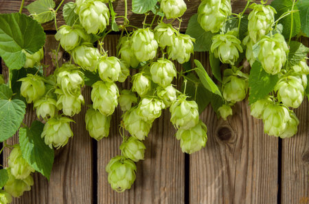 Beautiful beer festival background with green hop cones and leaves on rustic wooden background as...