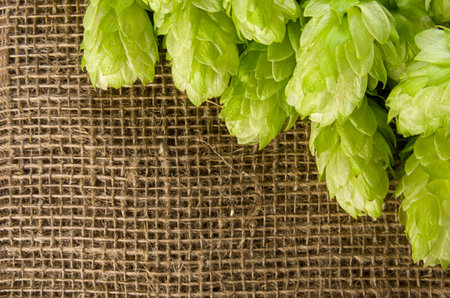 Hops green ripe cone for brewing on burlap braided jute background with copy space, close-up, top...
