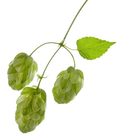 Hops green cones hanging on branch isolated on white backgroundの写真素材
