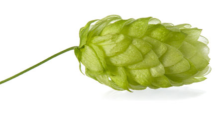 Isolated green single hop cone with shadow on white background, close-up