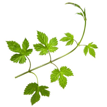 Hop branch with  group of green fresh leaves isolated on white backgroundの写真素材
