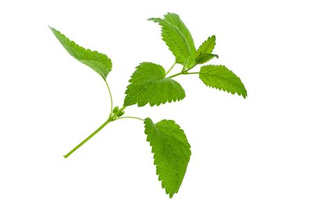 Melissa leaf or lemon balm branch  isolated on white backgroundの写真素材