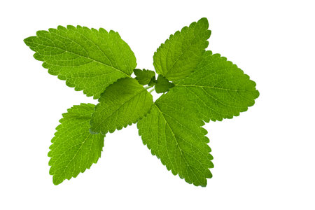 Lemon mint or Melissa green leaves isolated on white background, close-up