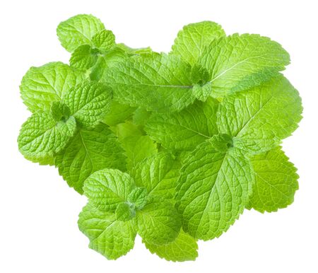 Mint fresh green leaf Bush isolated on white background.の写真素材