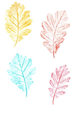 Oak colored autumn leaves hand drawn on pastel crayon paper and isolated on white backgroundの写真素材
