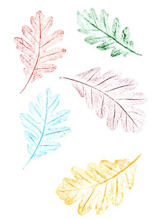 Oak color autumn leaves painted on pastel crayon paper and isolated on white backgroundの写真素材