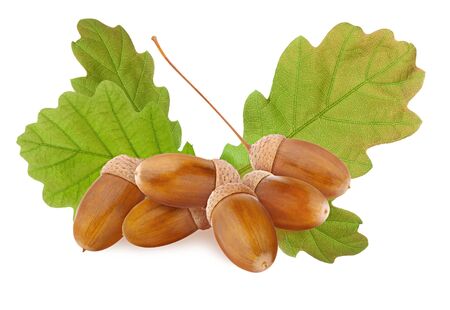 Acorn isolated. Small group of ripe brown acorns and green oak tree leaves cut out and isolated on white backgroundの写真素材