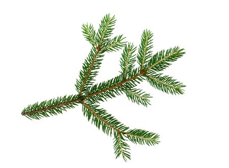 Green fresh spruce tree branch isolated on white background.の写真素材