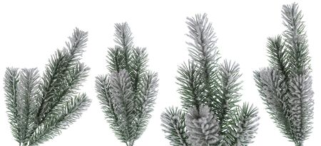 Christmas snow fir tree branch set as part of  winter design isolated on white backgroundの写真素材