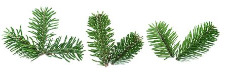 Green fir branches isolated on white backgroundの写真素材