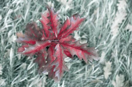 Natural autumn background. Red oak leaves on blue dry grass backgroundの写真素材