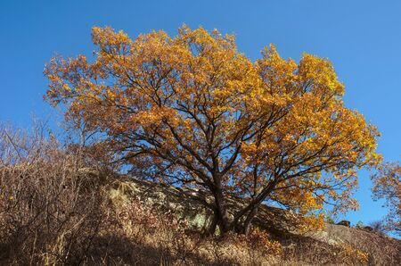 Autumn  natural landscape. Yellow leaves on a branch on a blue sky backgroundの写真素材