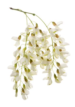 Acacia flower isolated.Spring branch Robinia tree cut out on white background. Honey plant for medicineの写真素材