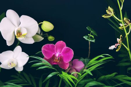 Tropical multicolored Ð¾rchid flowers with green branches and leaves on black background. Indoor plants or wild jungleの写真素材