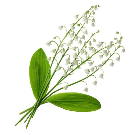 White spring flowers.Lily of the valley flower bouquet with green leaves isolated on white background.の写真素材