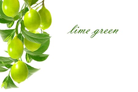 Lime green and the leaves on the branch isolated on a white background. Collageの写真素材