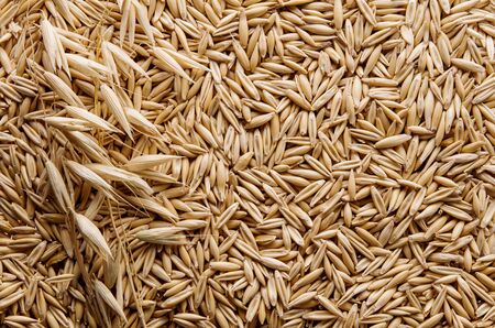 Oatmeal ripe dry grain and oat spike on stem as yellow background or texture, flat lay, top viewの写真素材