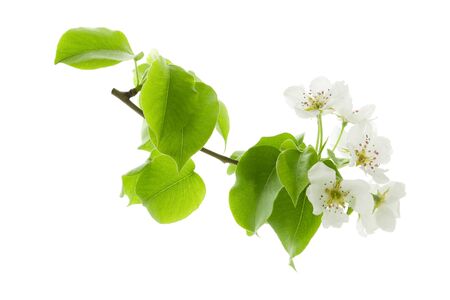 Spring pear flowers on branch with green leaves isolated on white backgroundの写真素材