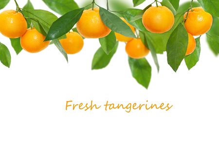 Fresh ripe tangerines with green leaves isolated on white background, copy spaceの写真素材