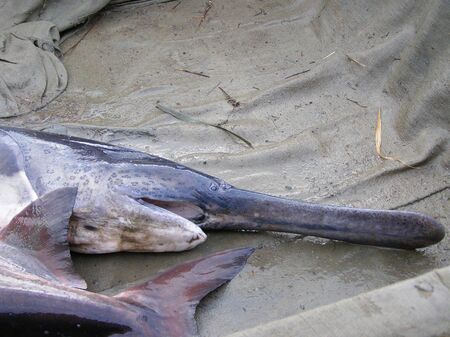 Sturgeon fish, paddlefish caught on a fishing trip on a gray backgroundの写真素材