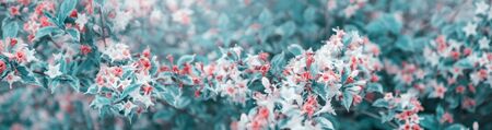 Beautiful spring natural background. Pink and white flowers with blue and green leaves. Wide panoramic formatの写真素材