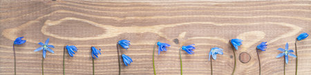 Blue spring sprouts flowers on stem on wooden background, wide panorama format for frameの写真素材