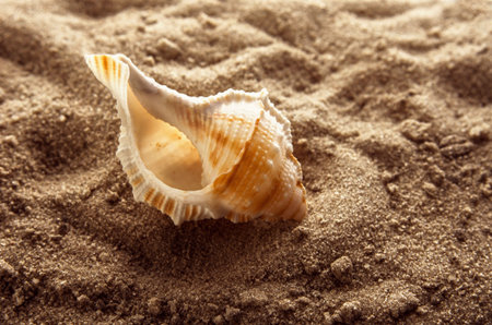 White light shell on the sea sand
