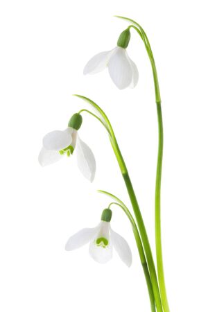Bouquet of snowdrop flowers isolated on white background. close upの写真素材
