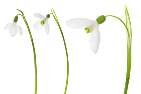 Snowdrop set.Three beautiful fresh spring snowdrop flower isolated on white backgroundの写真素材