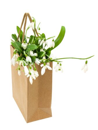 Snowdrop flowers in paper gift bag isolated on white background, no shadowの写真素材