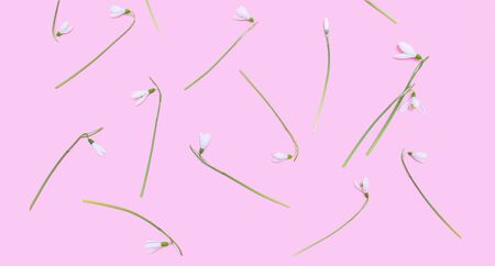 Fresh spring snowdrops lie on pink backgroundの写真素材